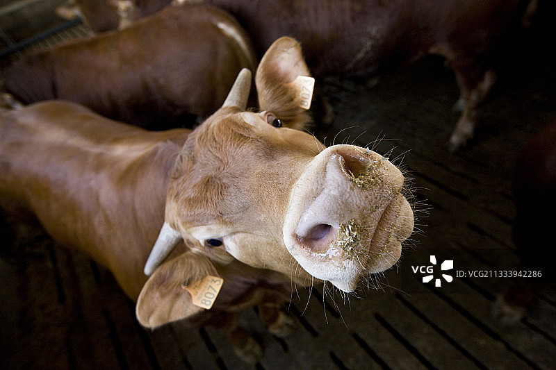 意大利车间内用木板饲养的育肥小牛图片素材