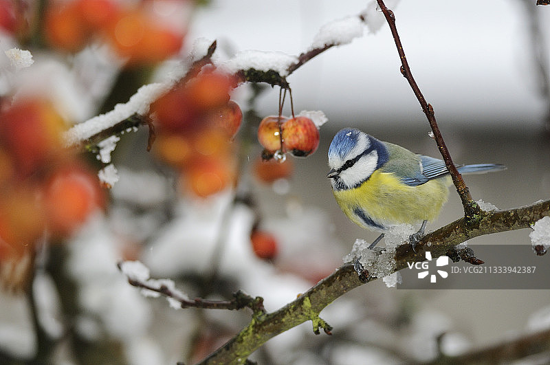 冬季野生苹果树上的蓝山雀图片素材