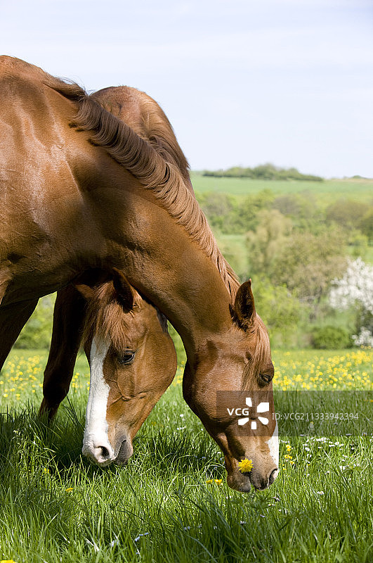 两匹栗色马在法国的草地上吃草图片素材