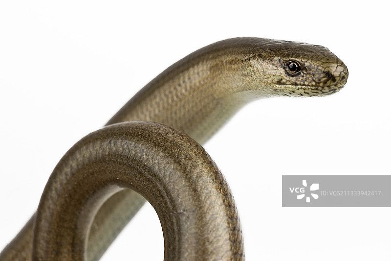 在工作室拍摄的 Slow worm 肖像图片素材
