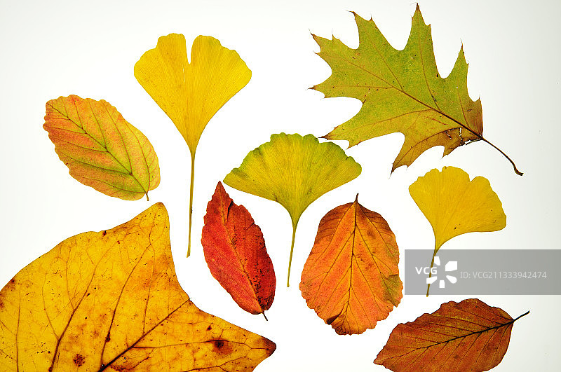 银杏郁金香木弗吉尼亚红橡树叶图片素材