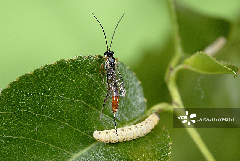 雌性寄生蜂在毛虫中产卵（法国）图片素材