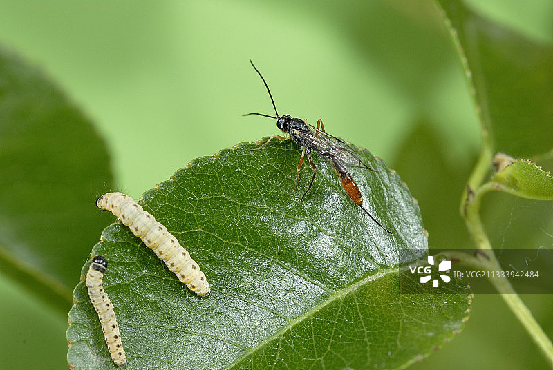 接近毛虫的雌性寄生蜂，法国图片素材