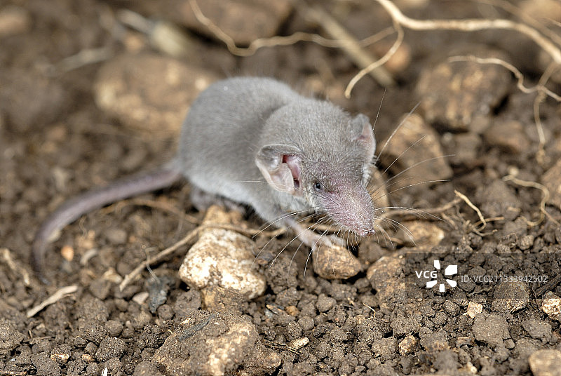 法国锡皮耶尔的鼩鼱图片素材