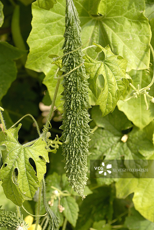 未成熟的Novadita苦瓜果实图片素材