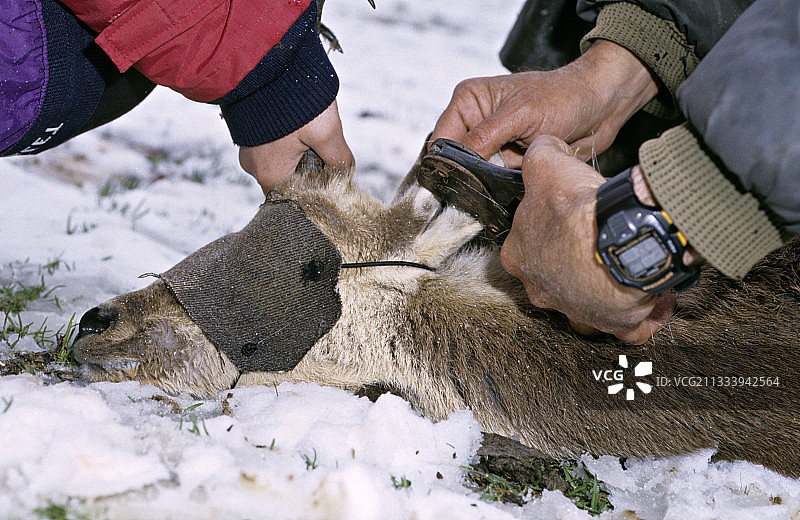 法国阿列日省比利牛斯羚羊的标记图片素材
