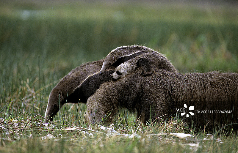 委内瑞拉的背着幼崽的雌性大食蚁兽图片素材