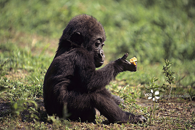 坐着吃东西的年轻的西部低地大猩猩图片素材