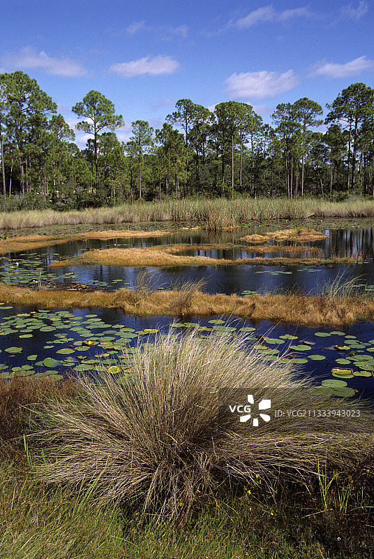 美国佛罗里达州北部的沼泽图片素材