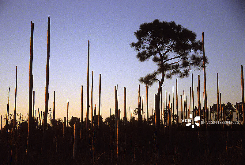 美国佛罗里达州龙卷风过后的松树林图片素材