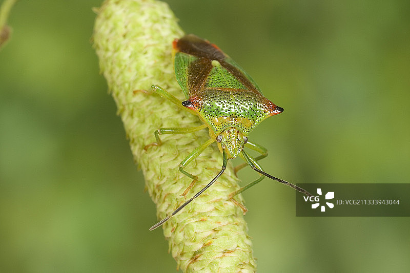 山楂椿象在法国花序上行走图片素材