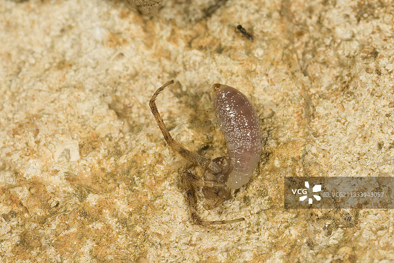 法国索恩-卢瓦尔省的食蛛黄蜂幼虫图片素材