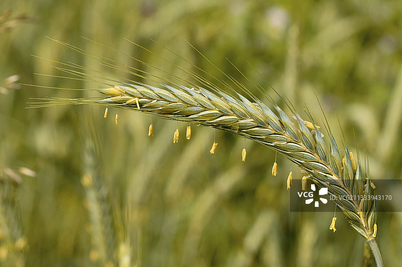 法国比热地区春天盛开的麦穗图片素材