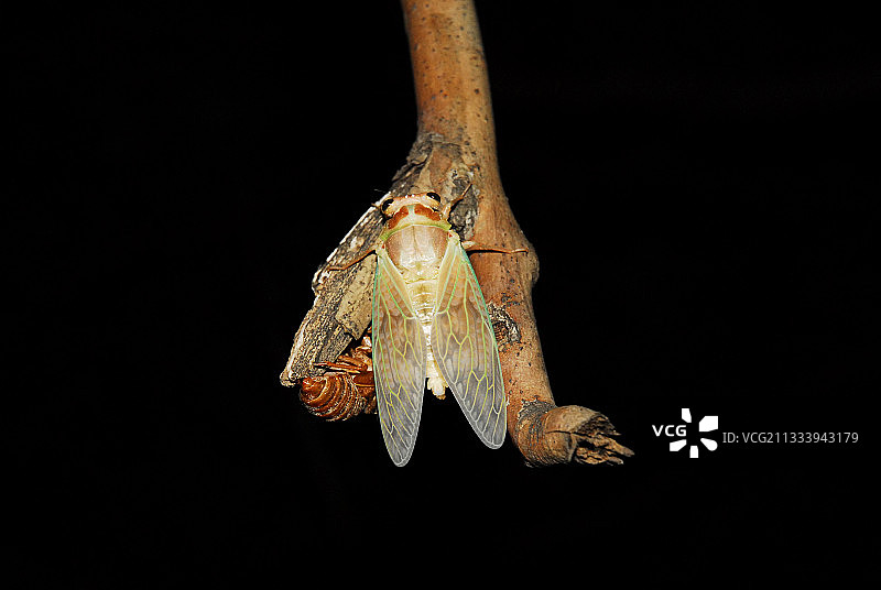 刚脱壳的日本蝉图片素材