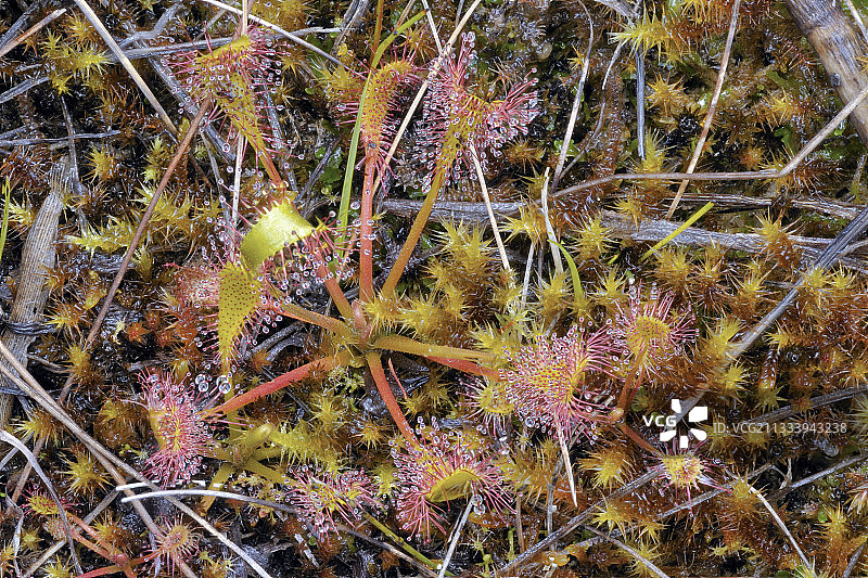 法国苔藓中的茅膏菜图片素材