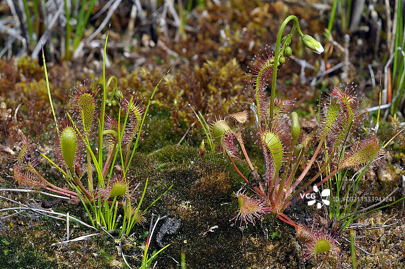 法国苔藓中的茅膏菜图片素材