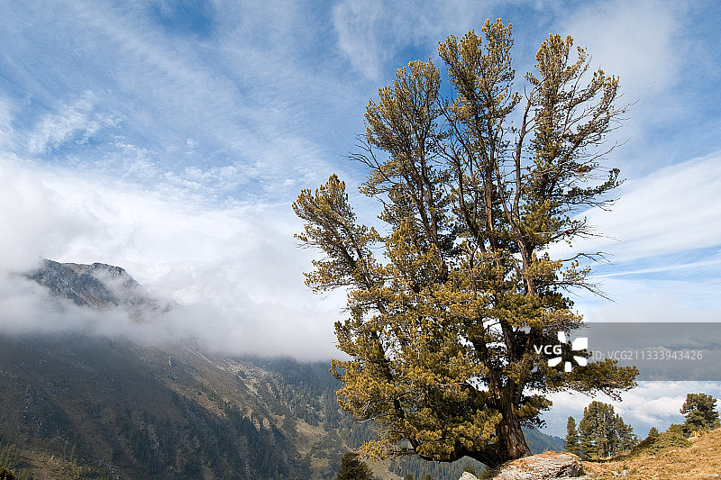 瑞士瓦莱州雷希山谷的古老瑞士石松图片素材