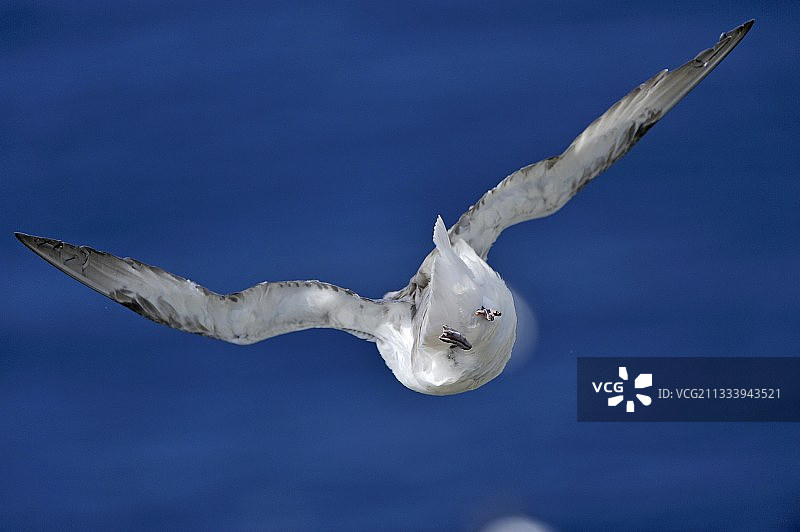 飞越设得兰群岛北海的北极海燕图片素材
