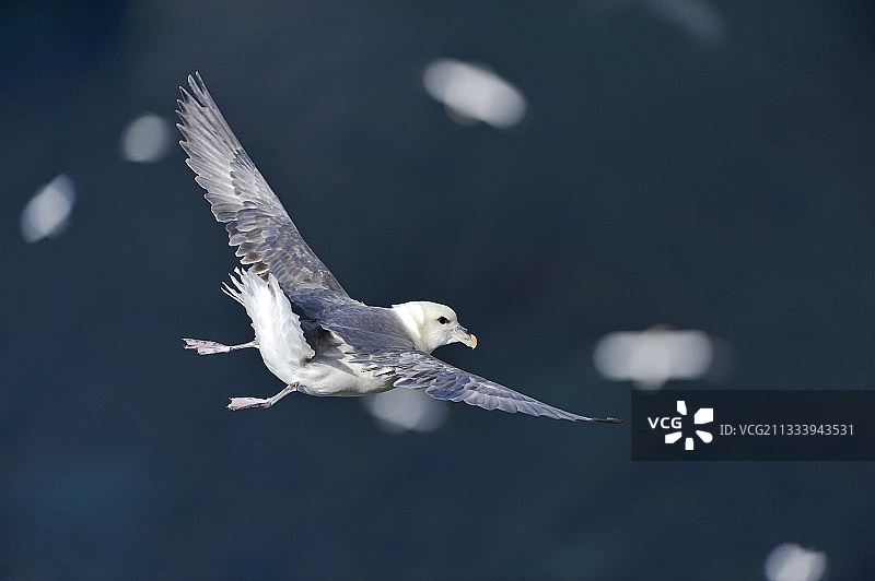 飞越设得兰群岛北海的北极海燕图片素材
