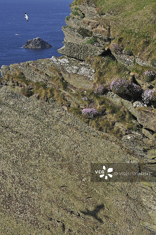 飞行中的塘鹅与海燕的海岸阴影图片素材