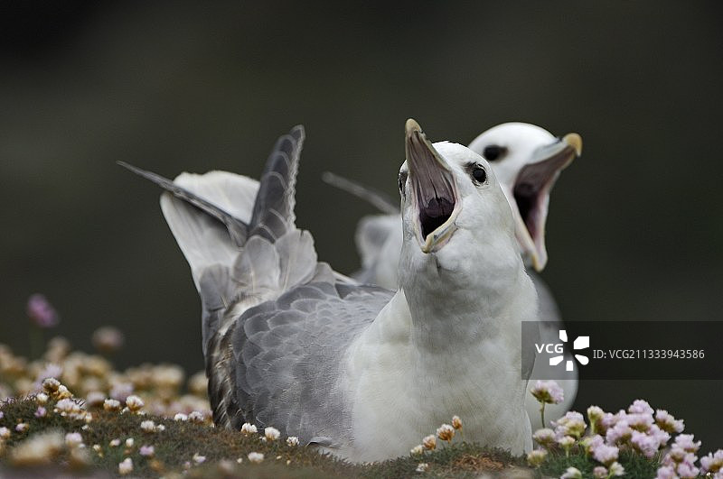 一对海燕在设得兰群岛展示求偶行为图片素材