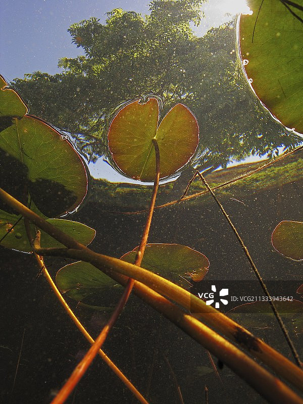 苏格兰湖泊中睡莲的叶柄和叶子图片素材
