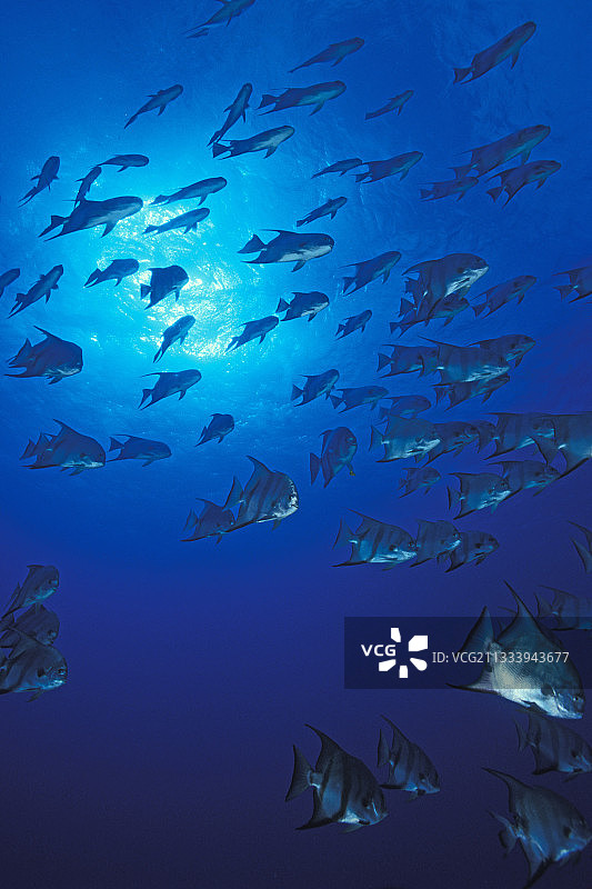 大西洋海区鳊鱼群，巴哈马图片素材
