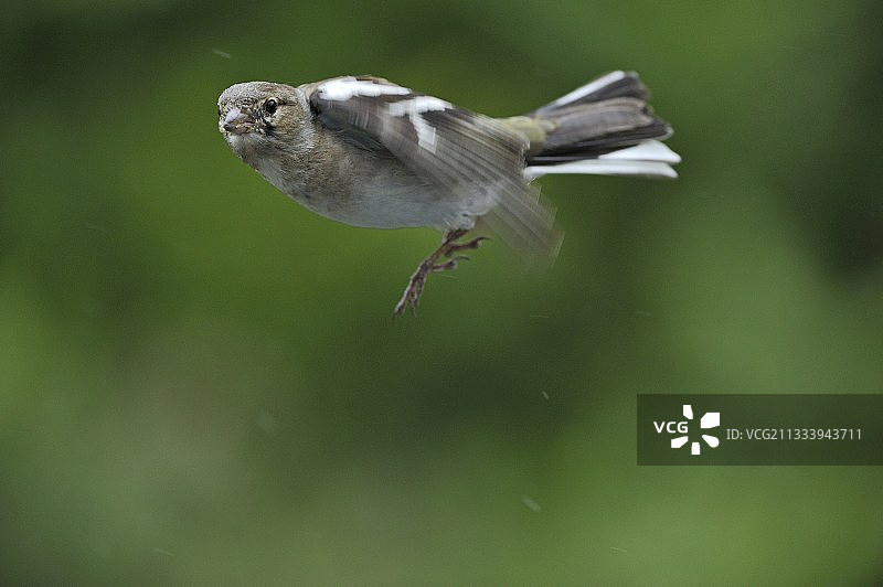 飞行中的雀鸟幼鸟，苏格兰马尔岛图片素材