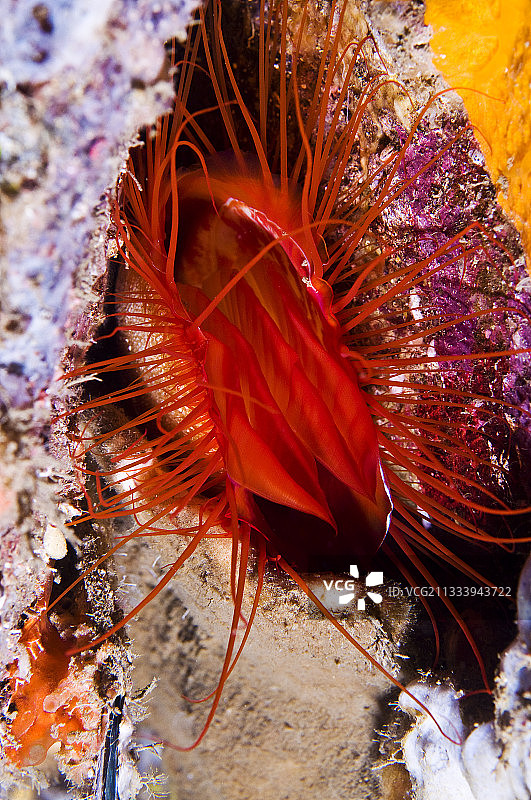 印度尼西亚苏拉威西岛的粗糙火焰蛤图片素材