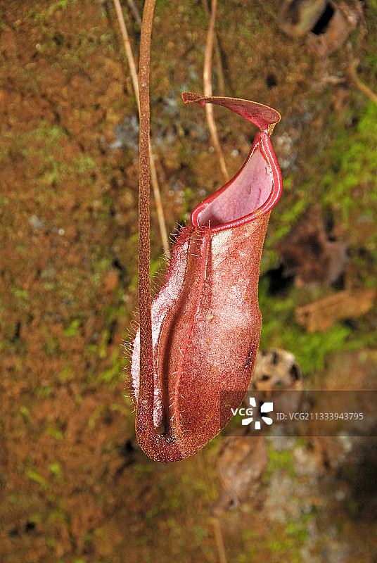新喀里多尼亚南部猪笼草骨灰瓮图片素材