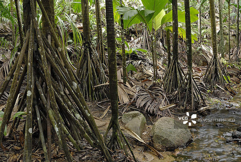 拉塔尼耶板条气根，五月谷，塞舌尔图片素材