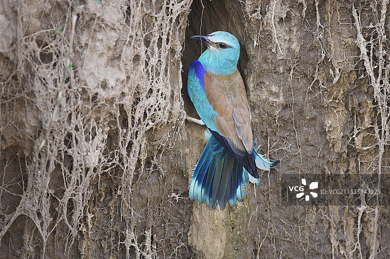 在保加利亚的筑巢洞穴入口处谨慎的欧洲鸟类图片素材