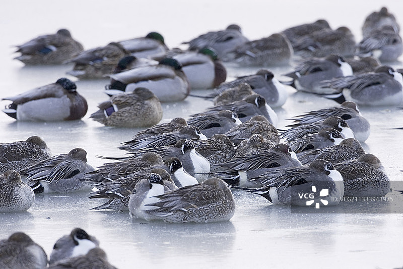 在日本冻结的涛沸湖上睡觉的针尾鸭图片素材