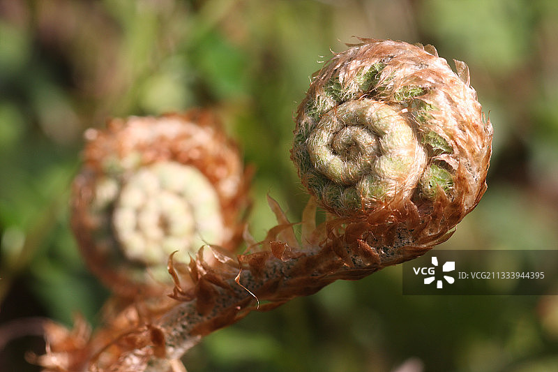 迪南布列塔尼法国的欧洲蕨手枪握把图片素材