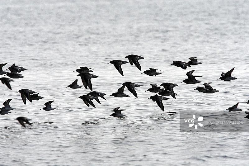 奥莱龙岛海洋保护区的飞鸟图片素材