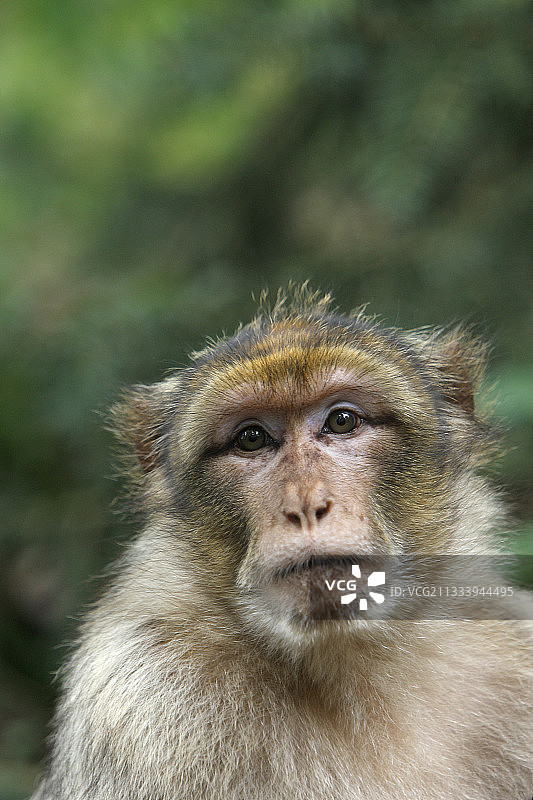 法国圣西尔万动物园的巴巴里猕猴肖像图片素材