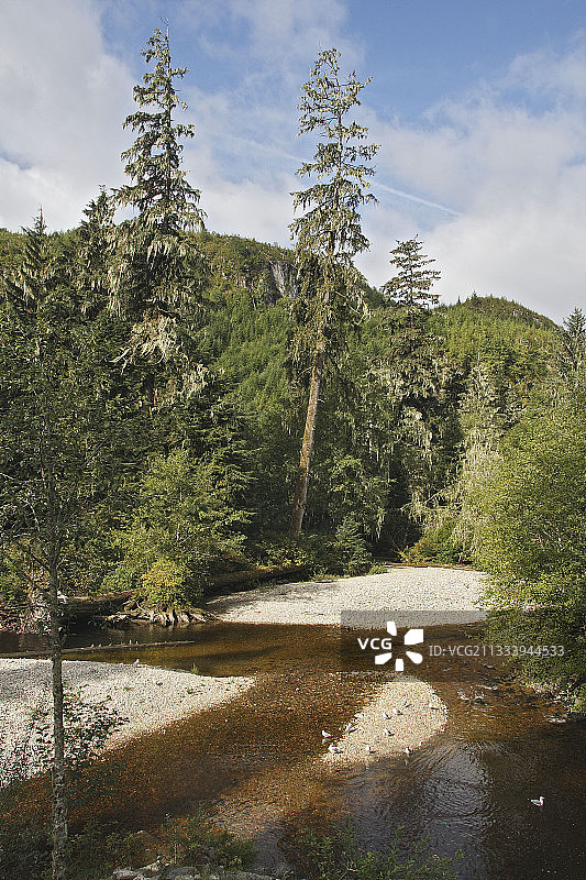 加拿大不列颠哥伦比亚省奈特湾的潮湿温带森林图片素材