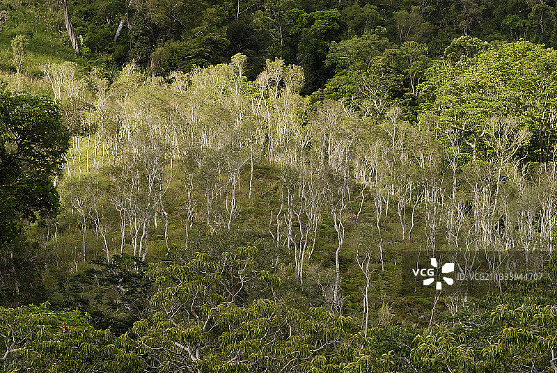 这片稀树草原是烧毁雨林地块的重新殖民地貌图片素材