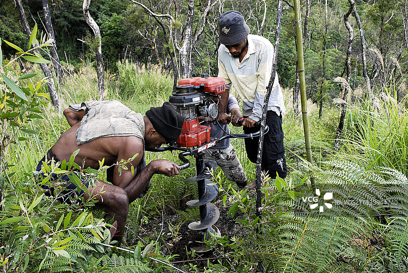 尼奥利稀树草原的森林恢复项目图片素材