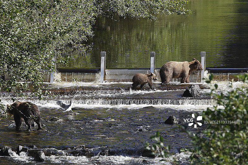 在加拿大格伦代尔湾捕食鲑鱼的灰熊图片素材