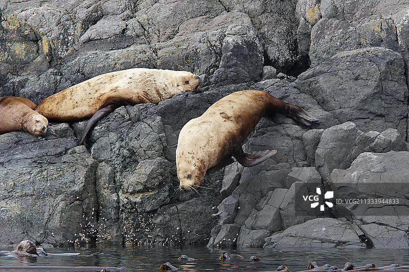 加拿大约翰斯通海峡的冠海豹图片素材