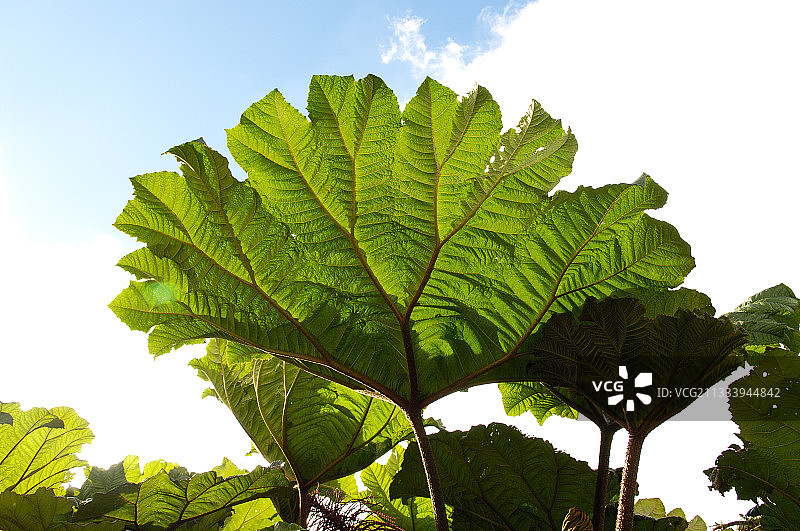 哥斯达黎加 Gunnera 叶子图片素材