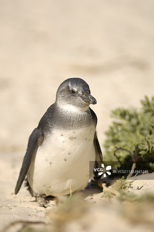 南非的幼年非洲企鹅图片素材