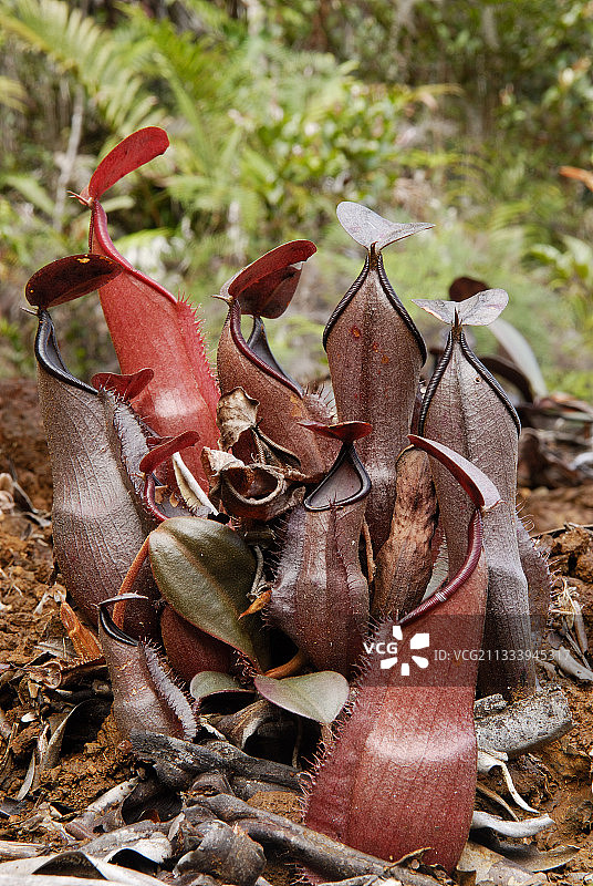 马基斯群落的新喀里多尼亚猪笼草图片素材