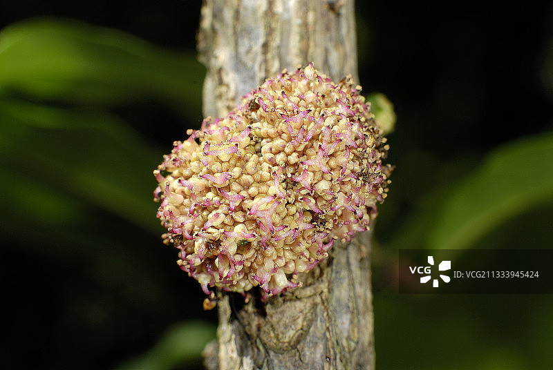 硬叶林植物园：旱林项目优先保护区图片素材