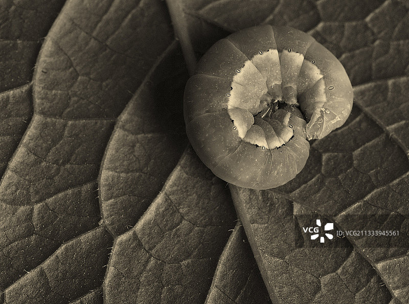 法国树叶上的卷曲毛毛虫图片素材