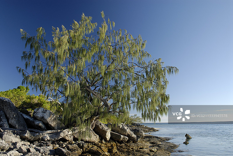 新喀里多尼亚海滩木麻黄图片素材