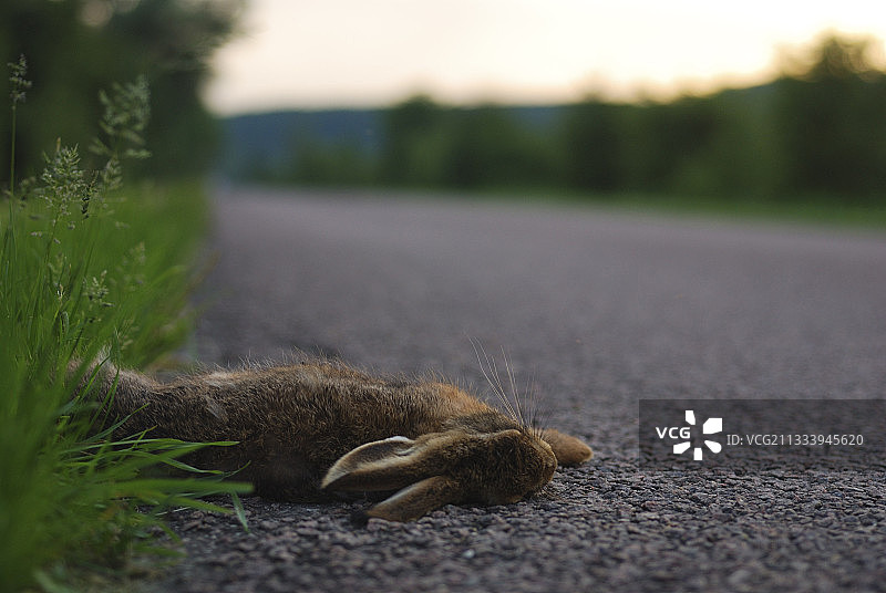 在法国路边被撞死的兔子图片素材