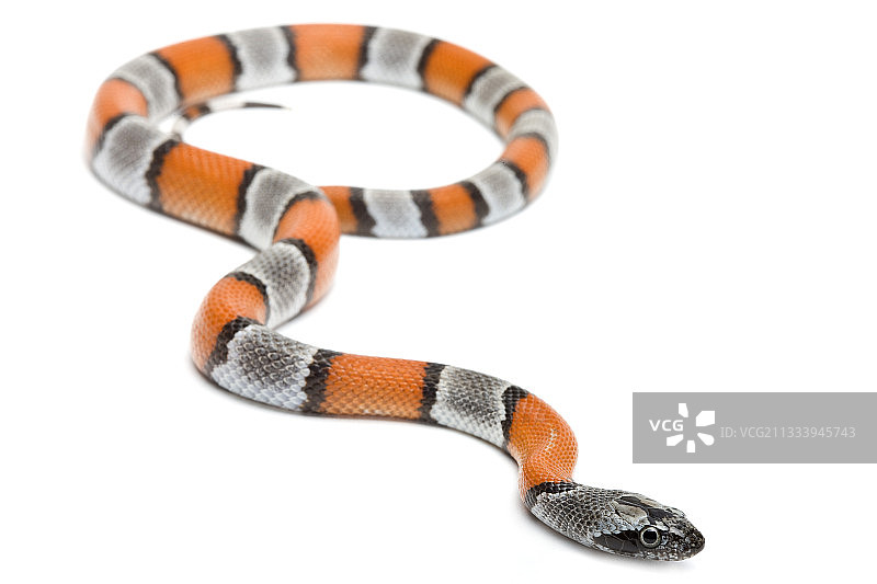 原产地：美国南部图片素材