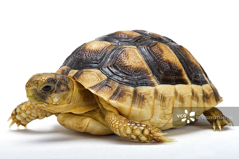 原产地：南欧图片素材